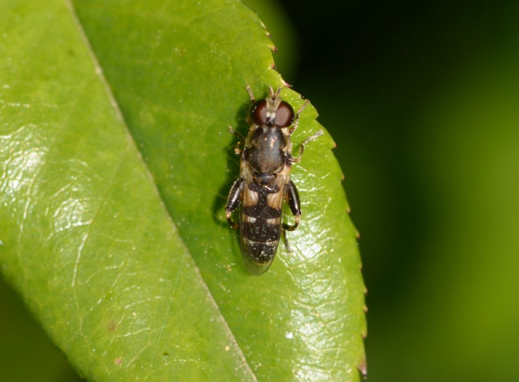 Syrphidae:  Syritta pipiens, femmina